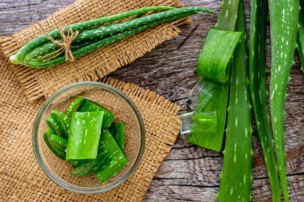 Advantages Of Aloe Vera For Wellbeing